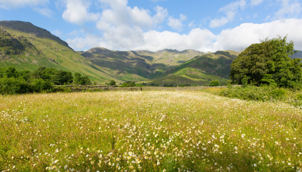 Daisies field environmentally friendly funeral industry natural burial site